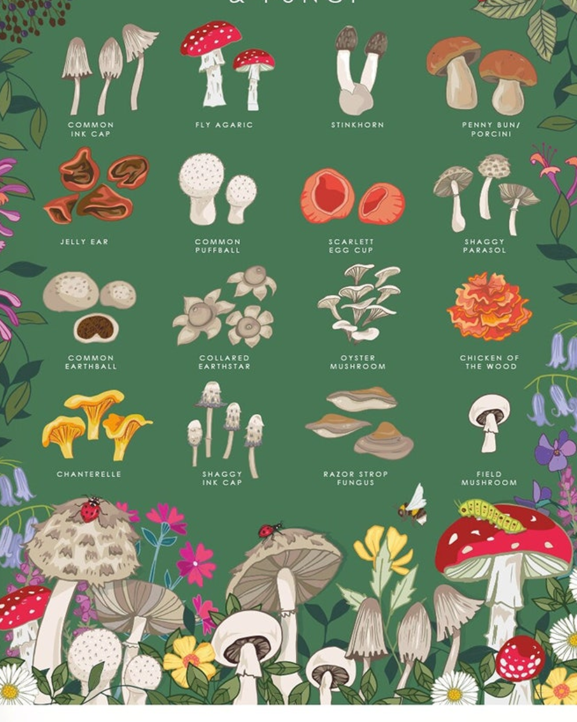 British mushrooms and fungi Art by Angie