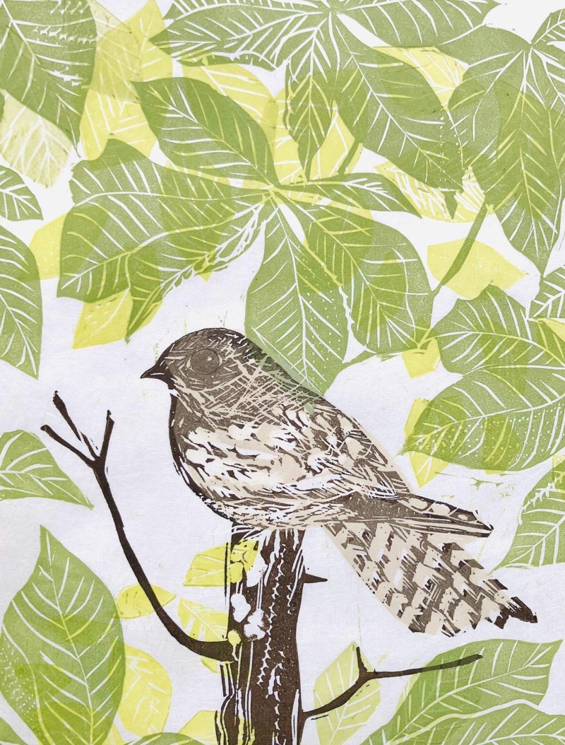 nightjar