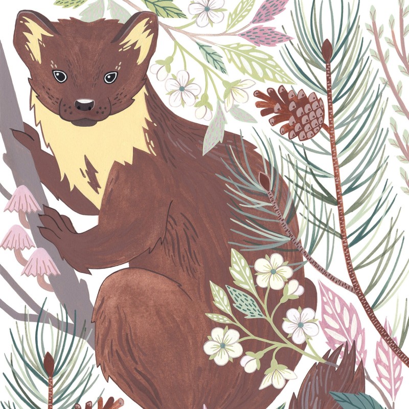 pine marten Claire Tuxworth