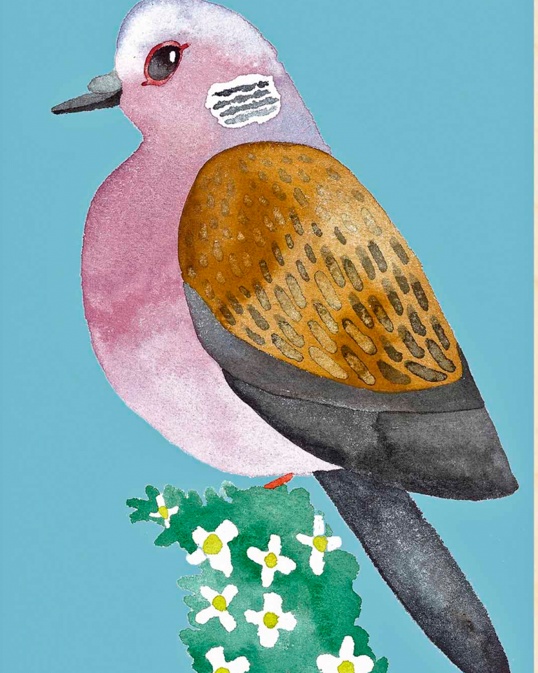 turtle dove Matt Sewell