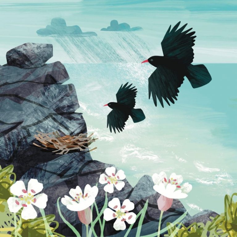Cornish choughs Gill Wild