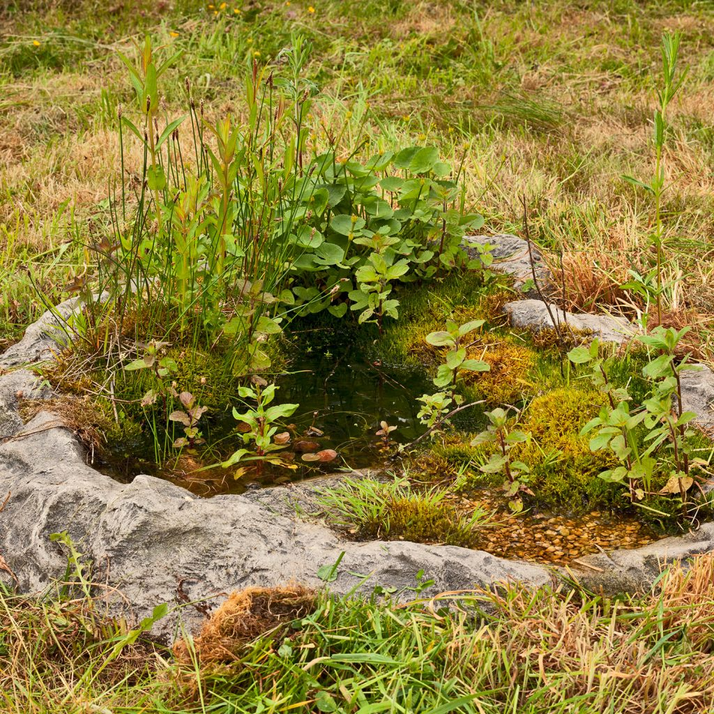 Simon King wildlife pond