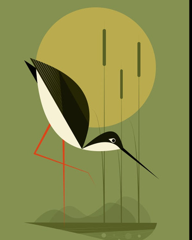 black-necked stilt bird