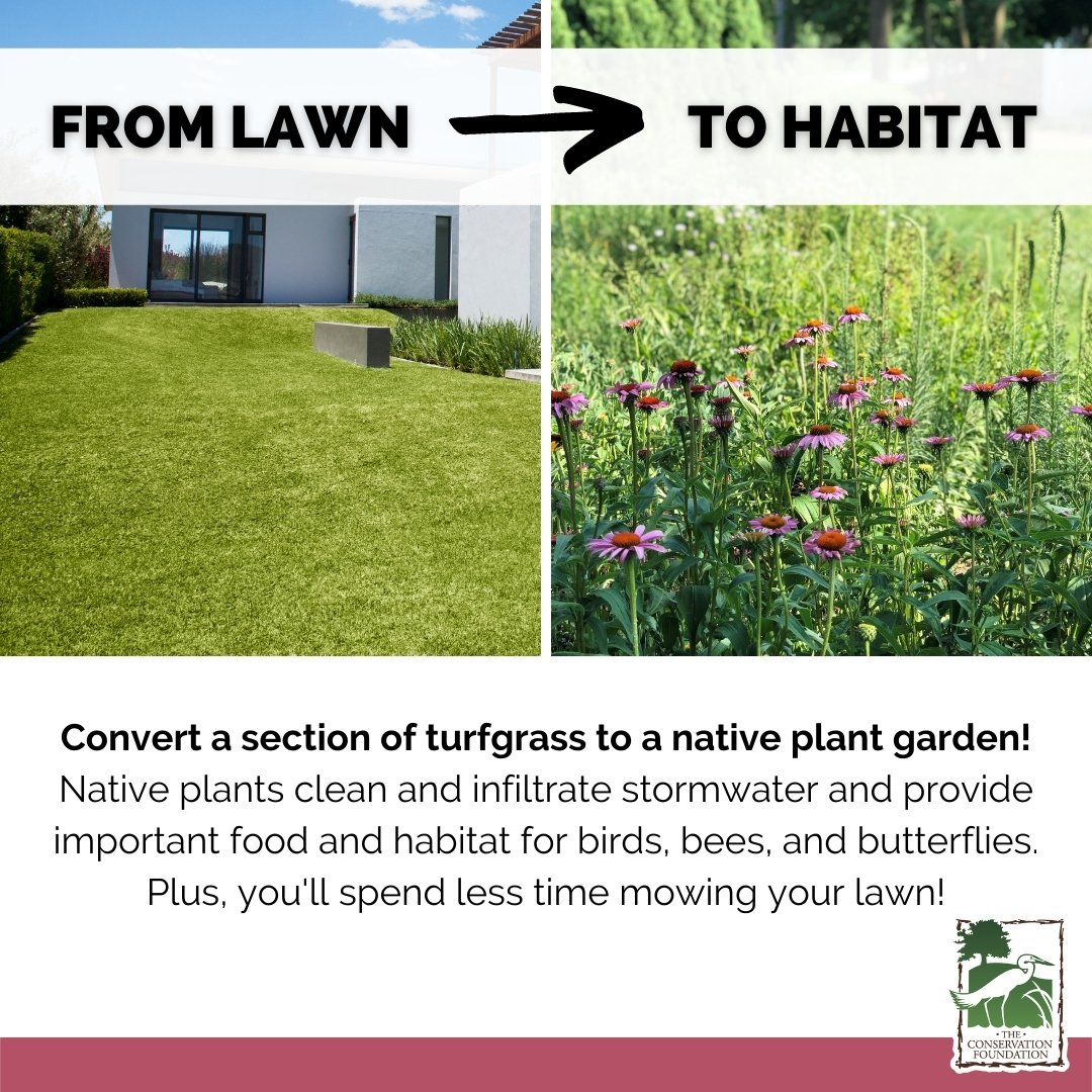 The Conservation Foundation