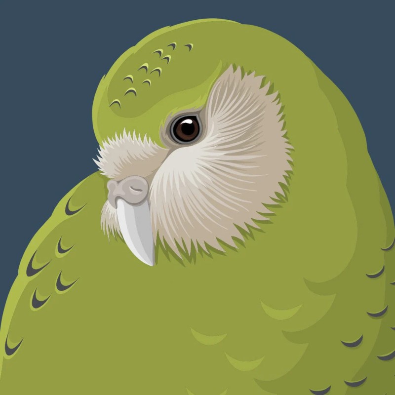 kakapo bird