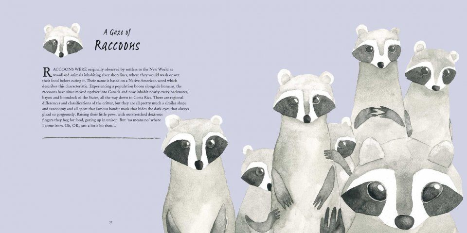 raccoons Matt Sewell