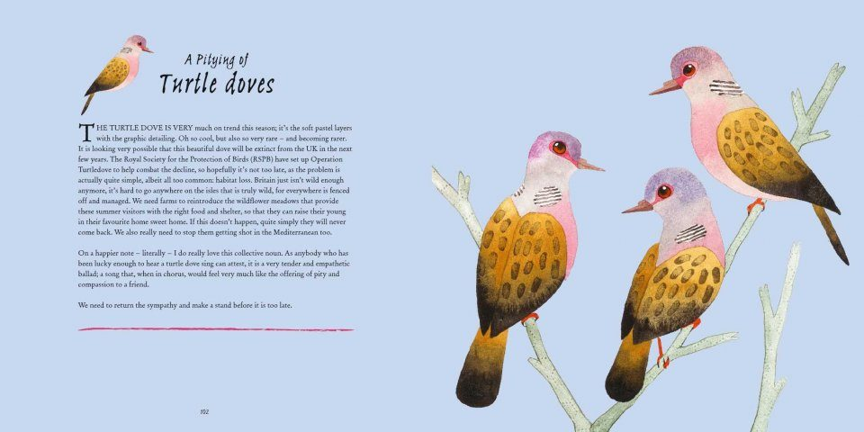 turtle doves Matt Sewell