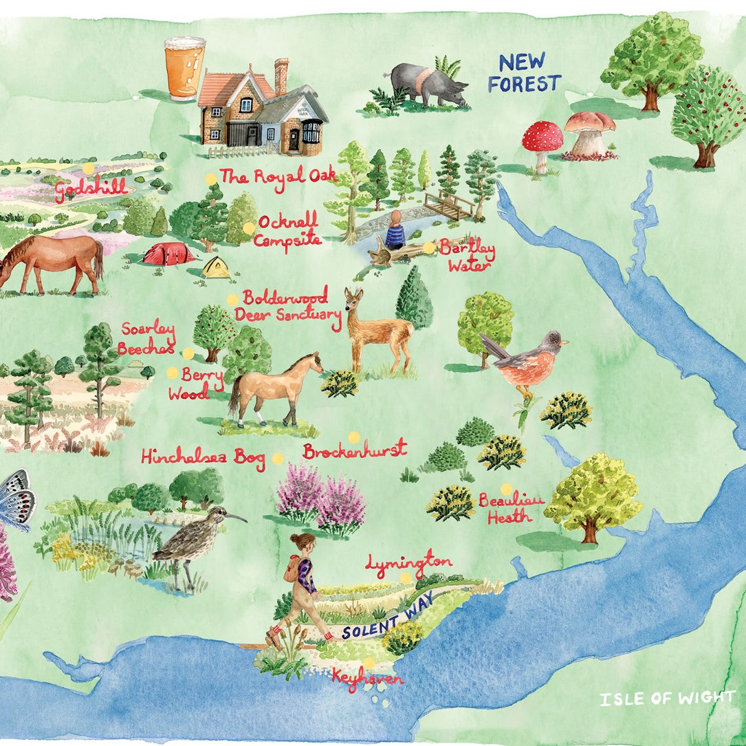 New Forest Laura Hallett