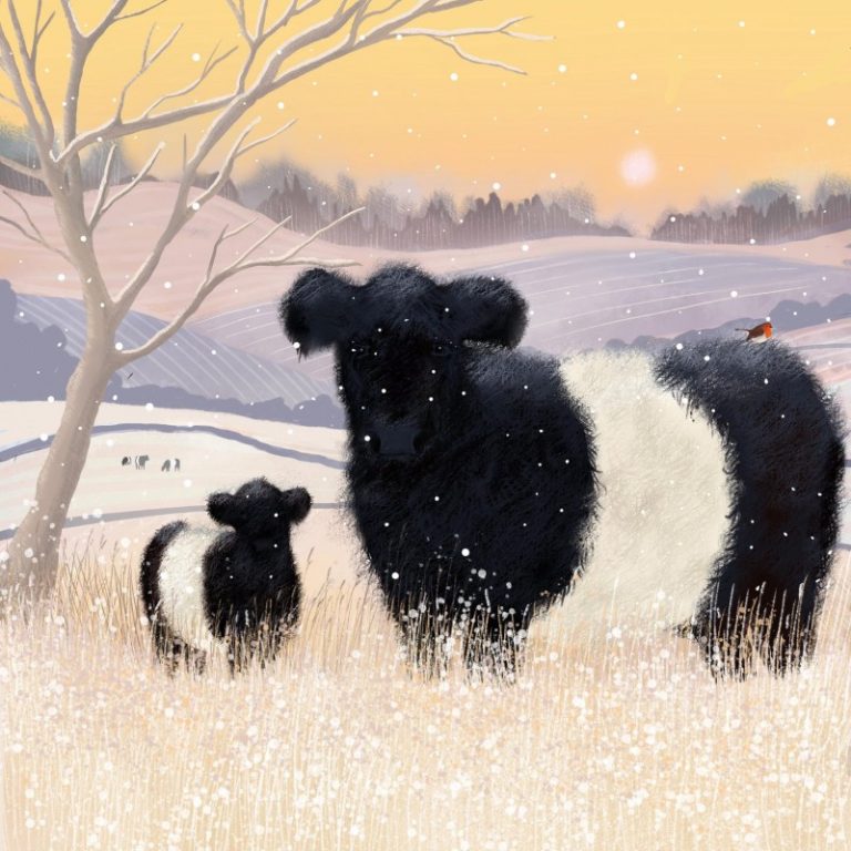 belted Galloway Caroline Smith