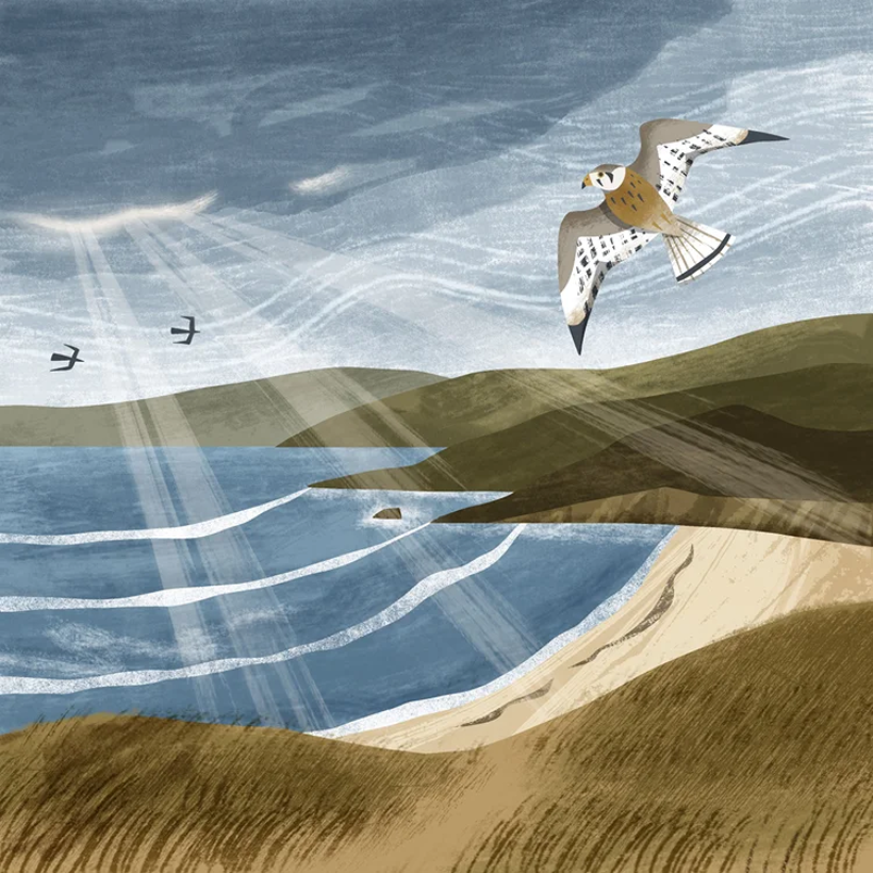 bird of prey Holly Astle