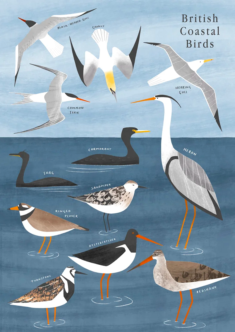 coastal birds Holly Astle