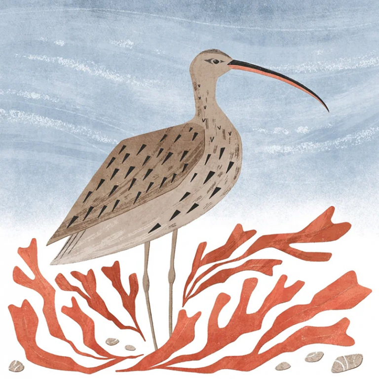 curlew and seaweed Holly Astle