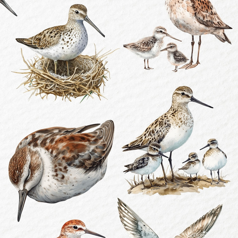 dunlins