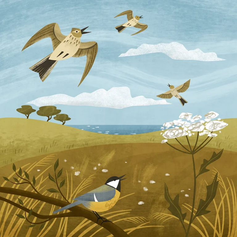 skylarks Holly Astle