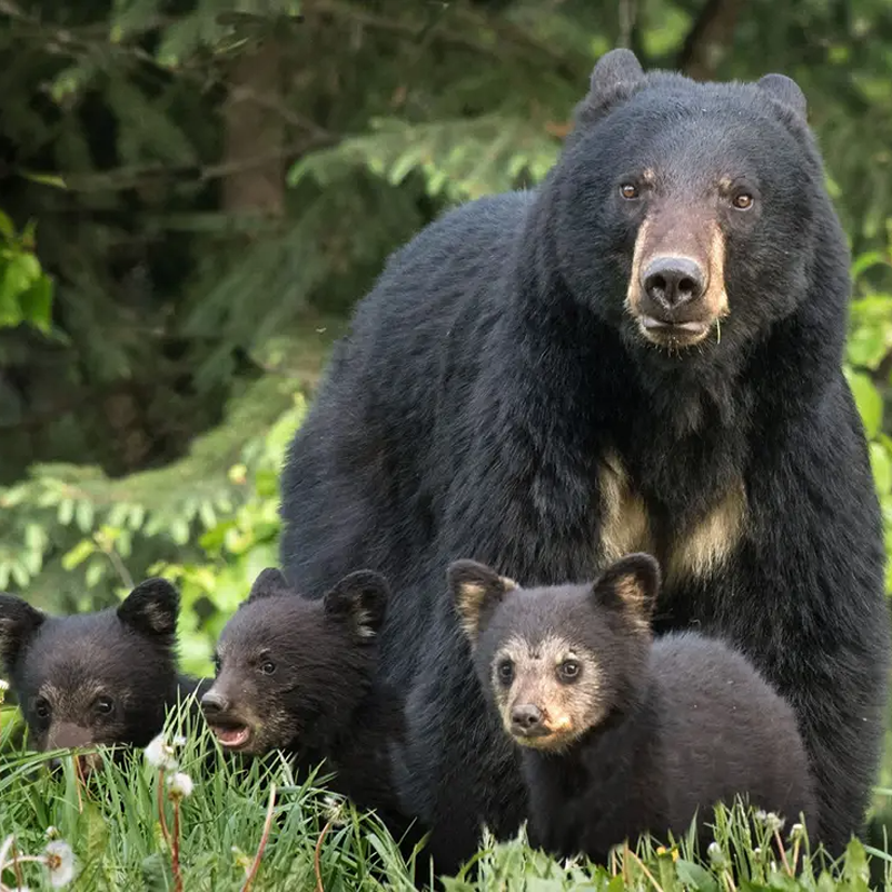 wild black bears Rick Price