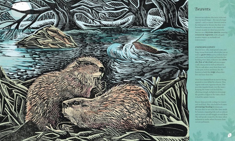 wilding beavers