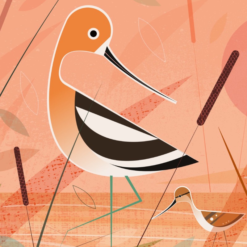 avocet birds