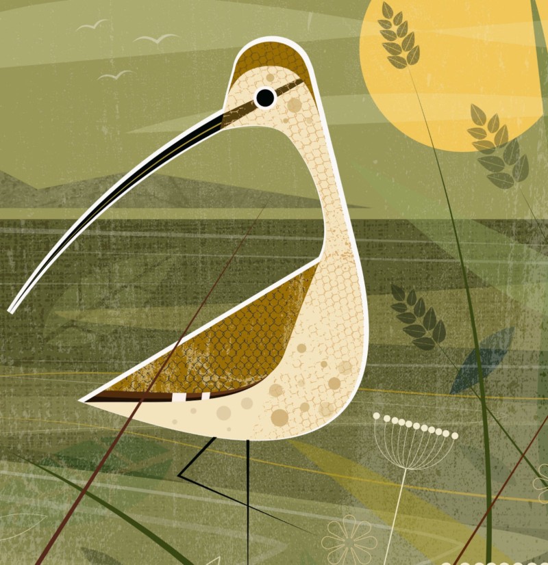 curlew bird Mr Watson design