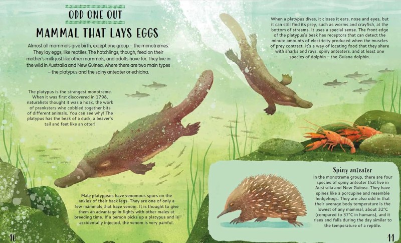 get your animals in order