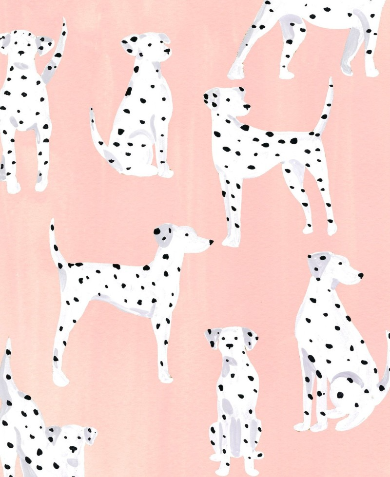 dalmations Sabina Fenn