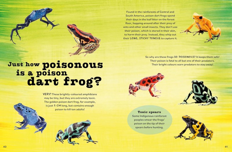 clever rainforest questions