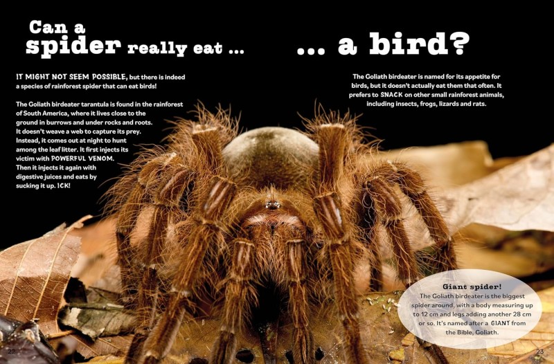 clever rainforest questions