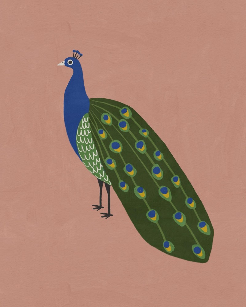 peacock Betsy Siber