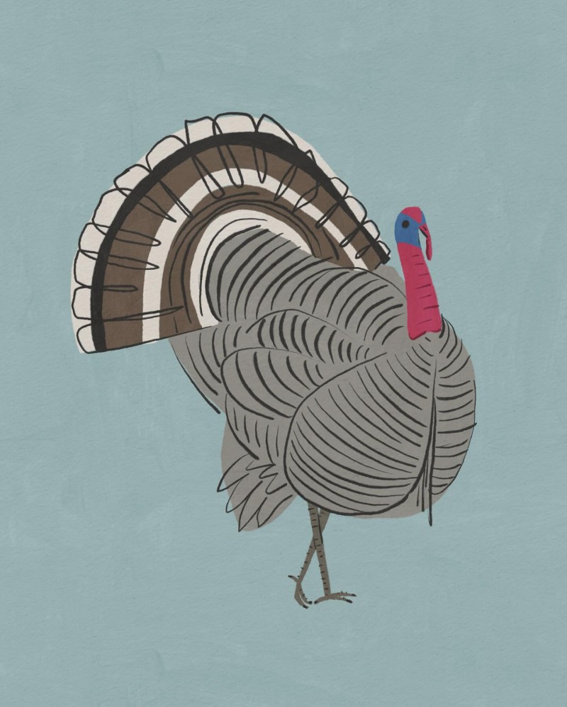turkey Betsy Siber