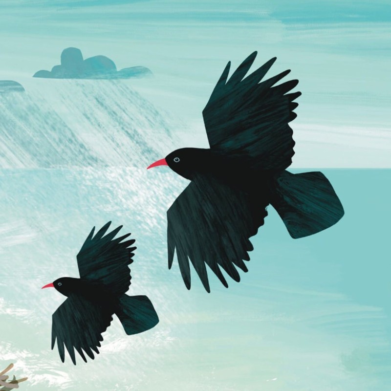 Cornish choughs
