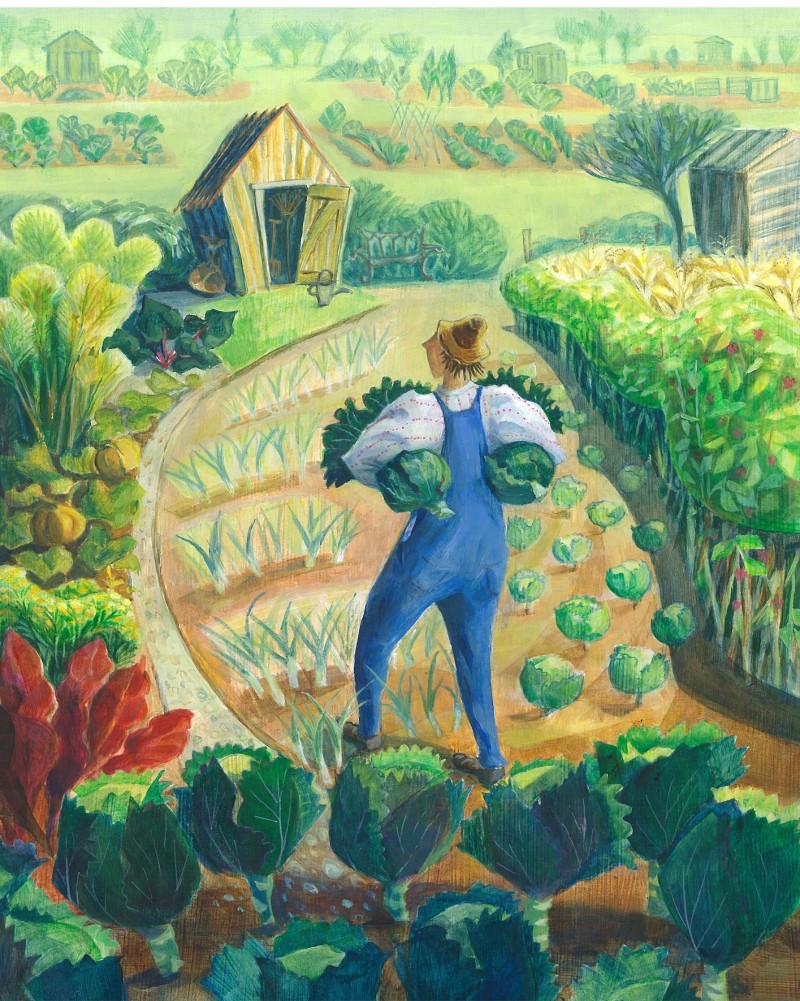 allotment cabbages Jenny Beck
