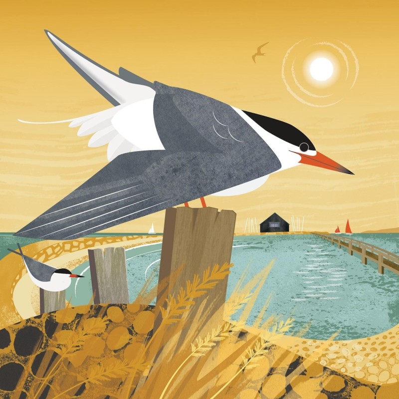 common terns