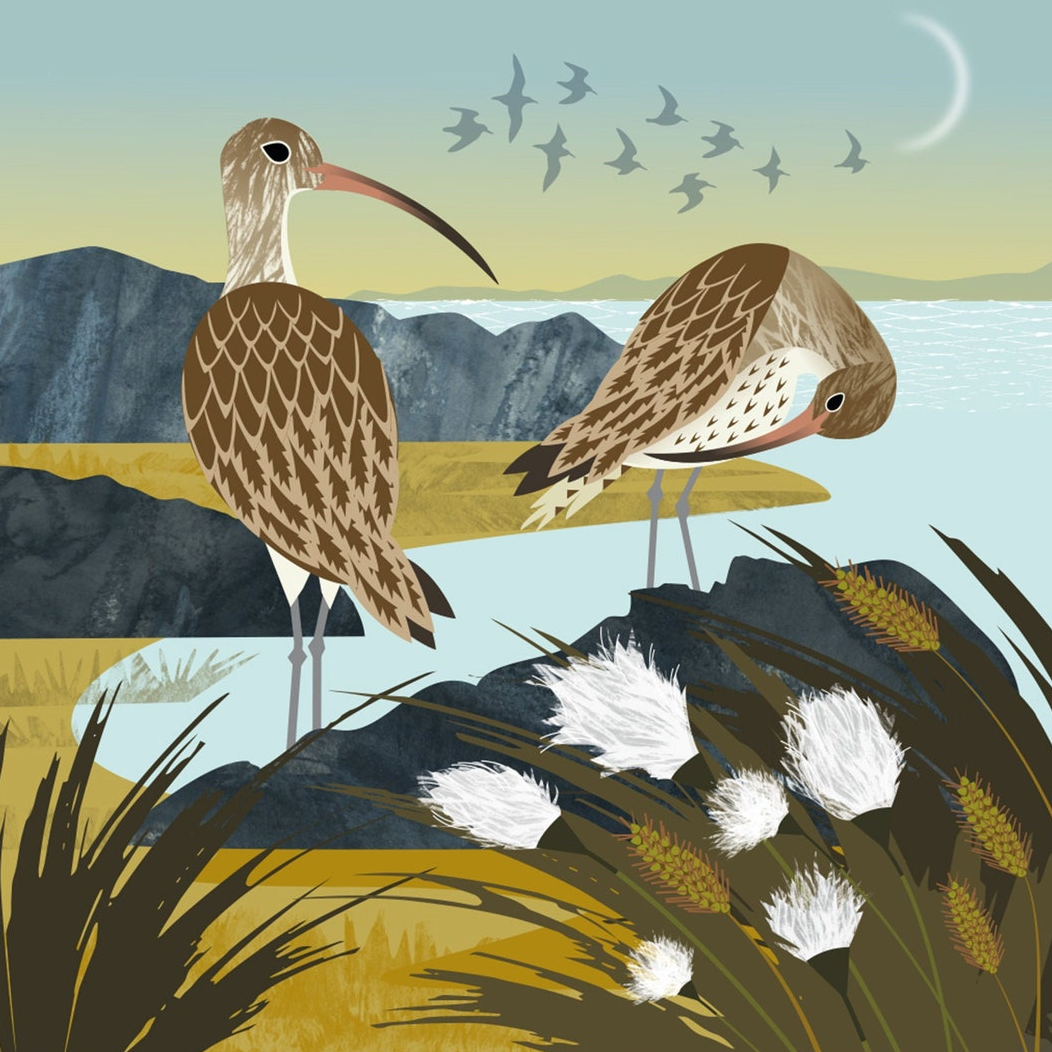 curlews and cotton grass