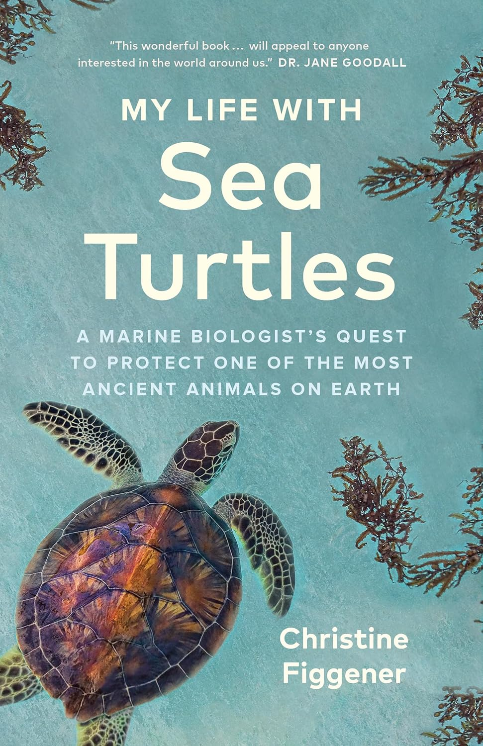 my life with sea turtles