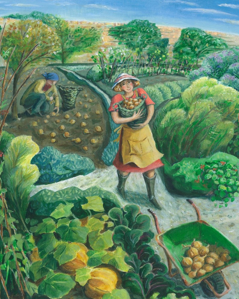 onion harvest Jenny Beck