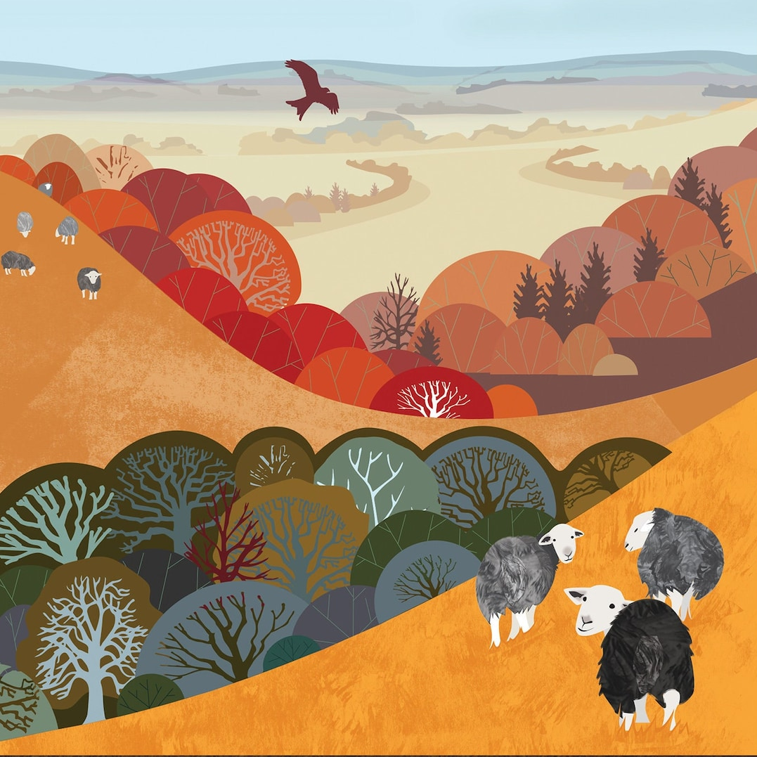 sheep in countryside