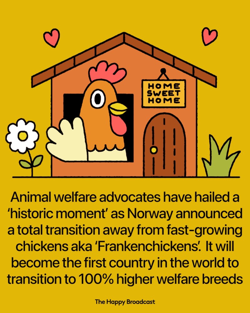 Norway chicken welfare