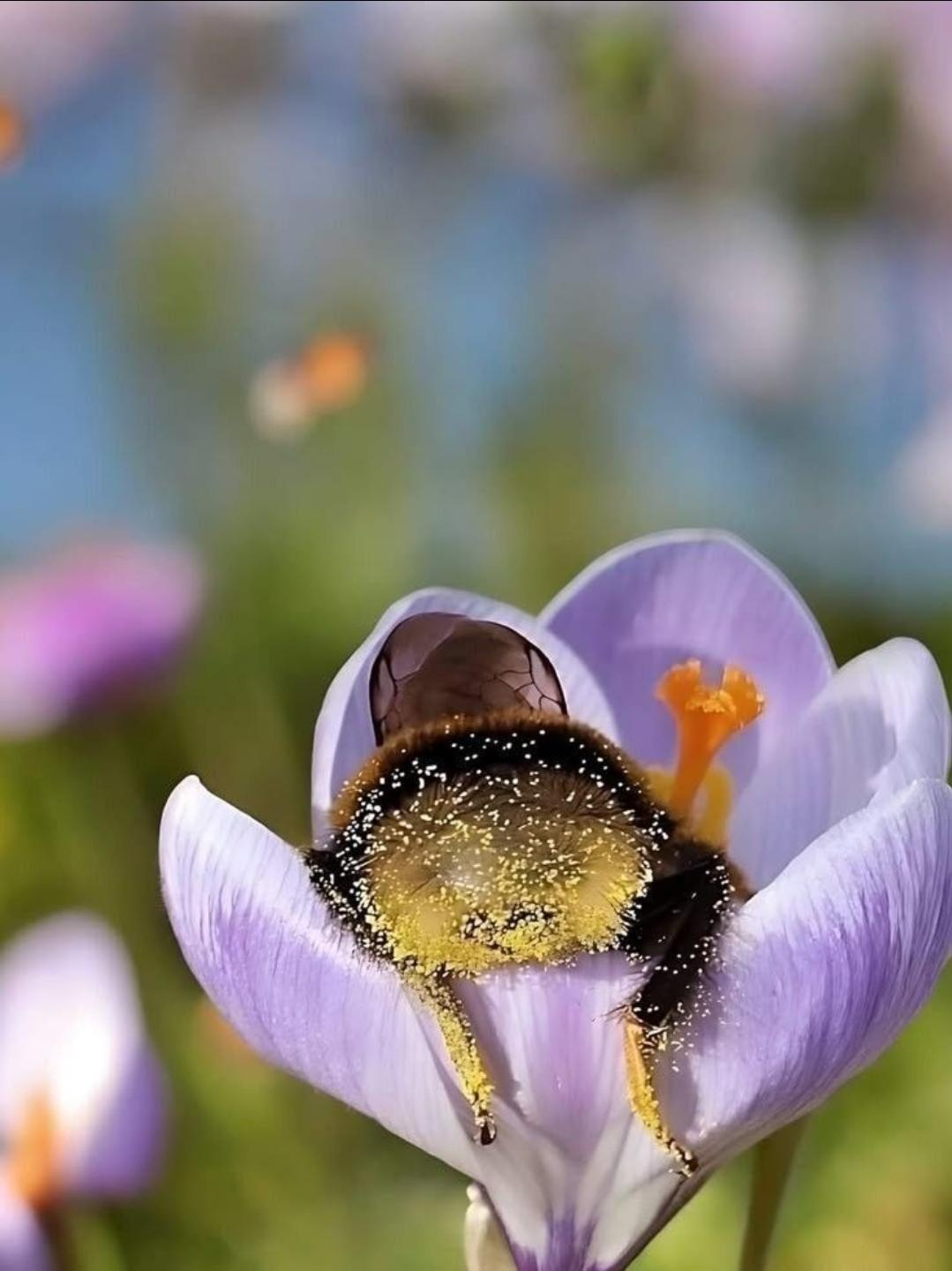 bee fallen asleep in a flower