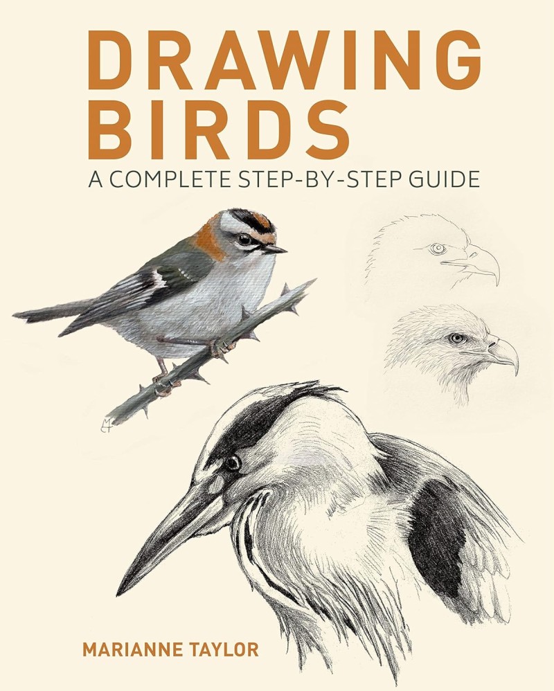 drawing birds