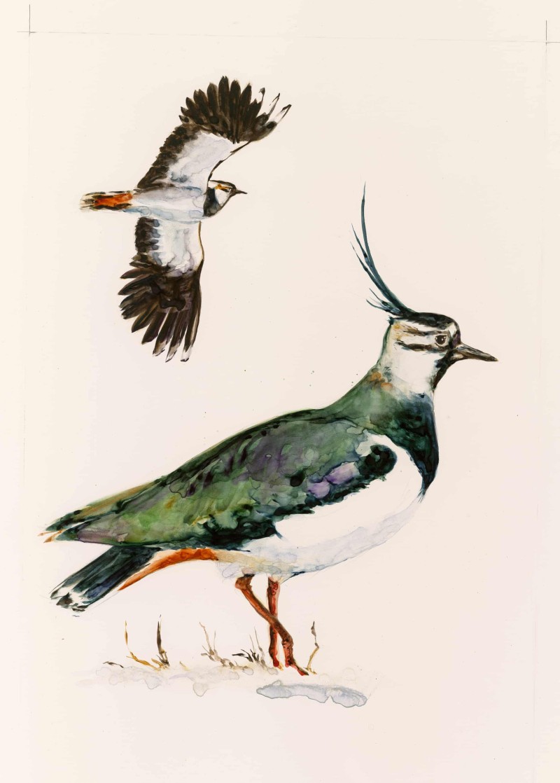 the book of birds