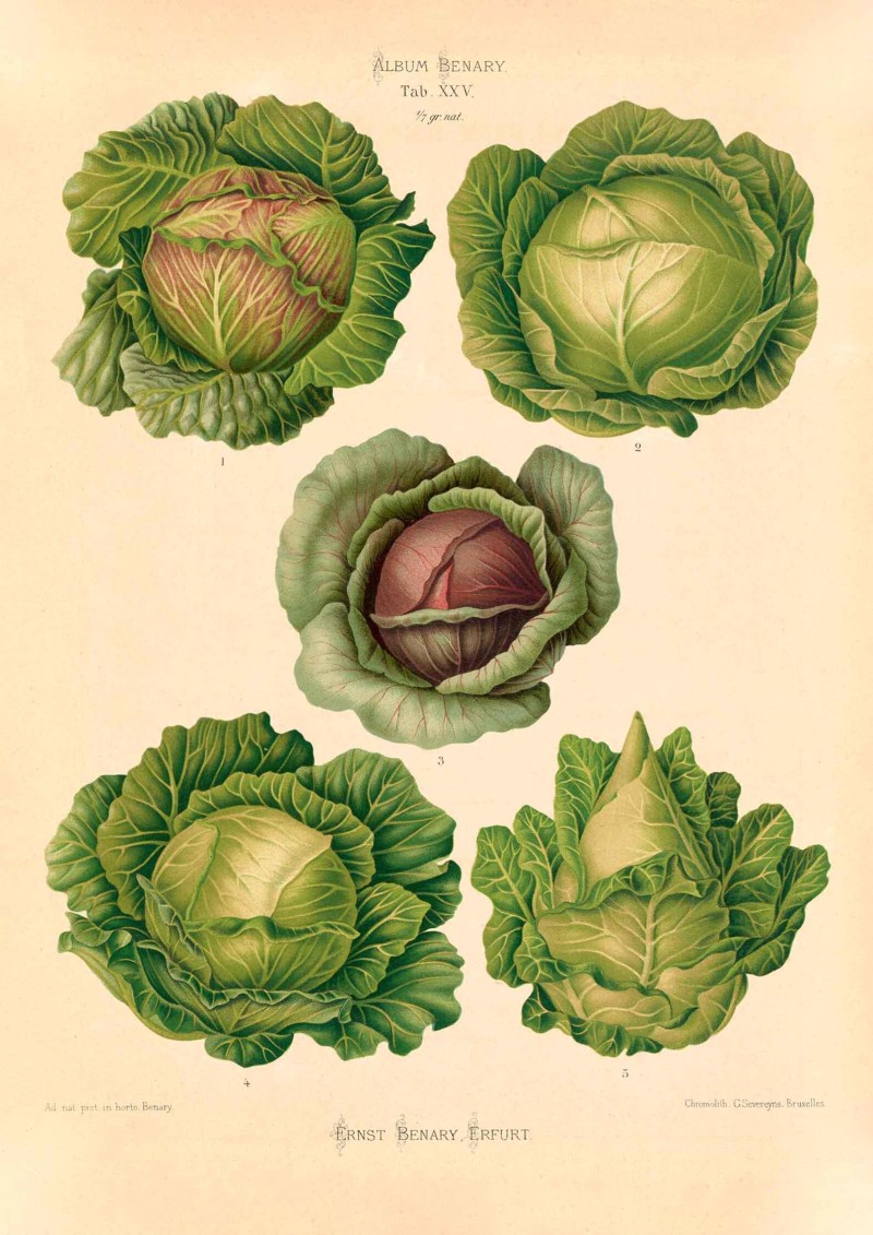 lettuce