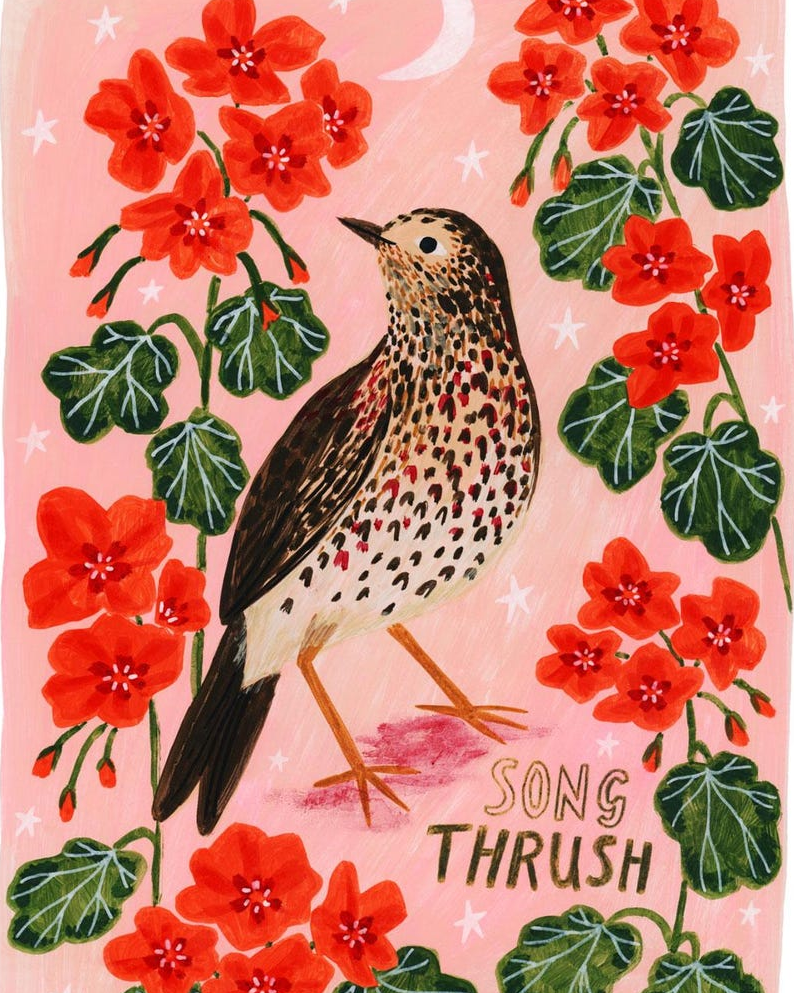 song thrush