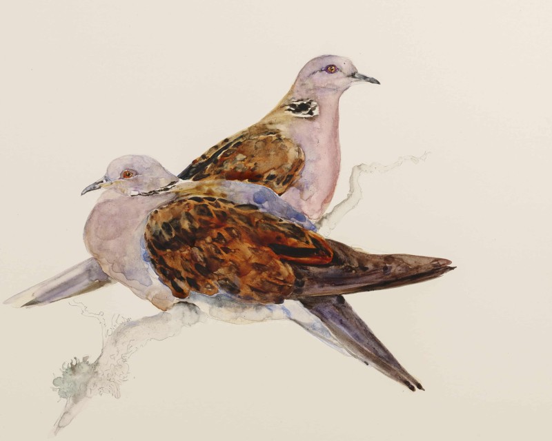 the book of birds