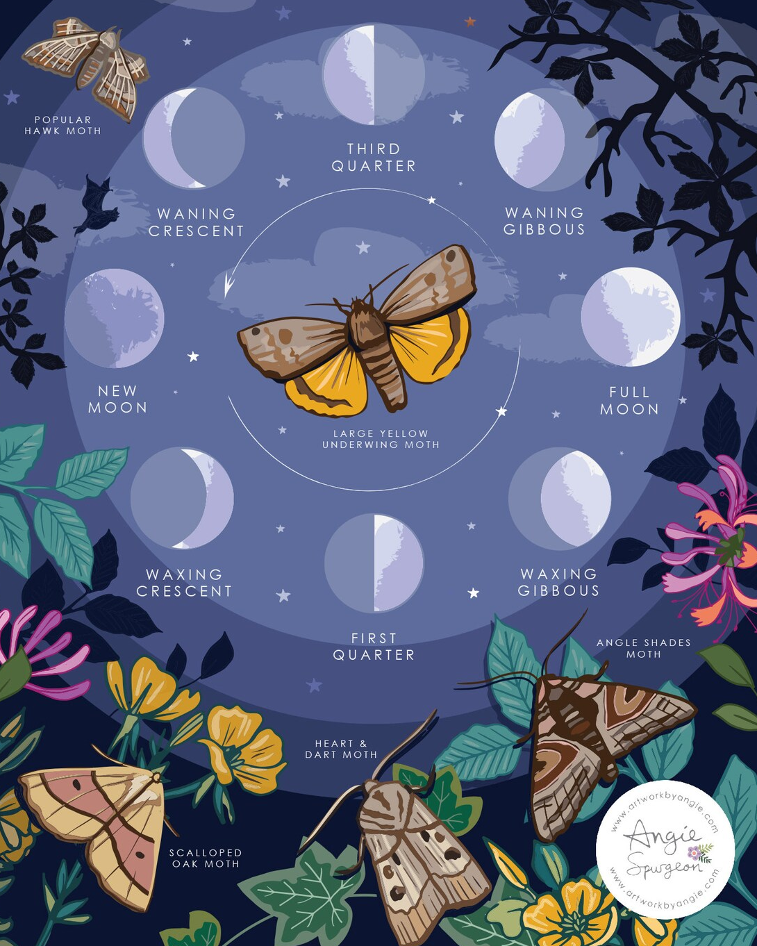 moon phases and moths