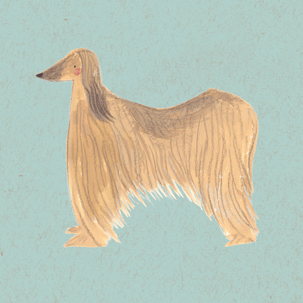 Afghan hound Emma Block