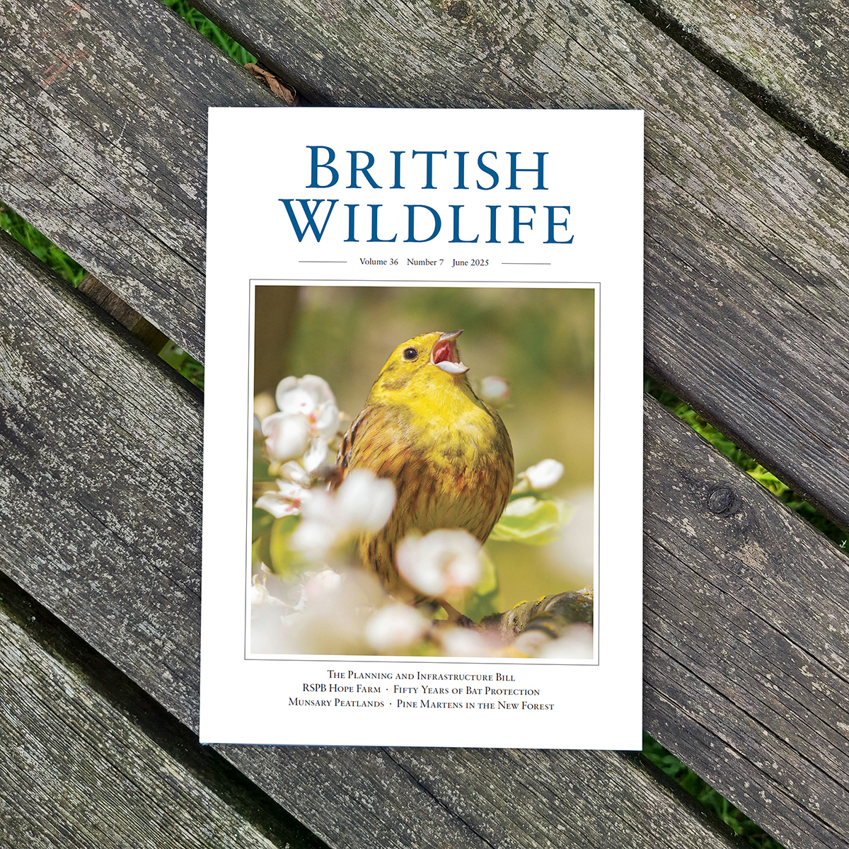 British wildlife magazine