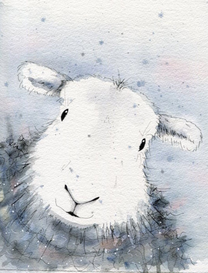 Herdwick sheep