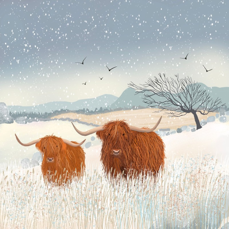 highland cows Caroline Smith 