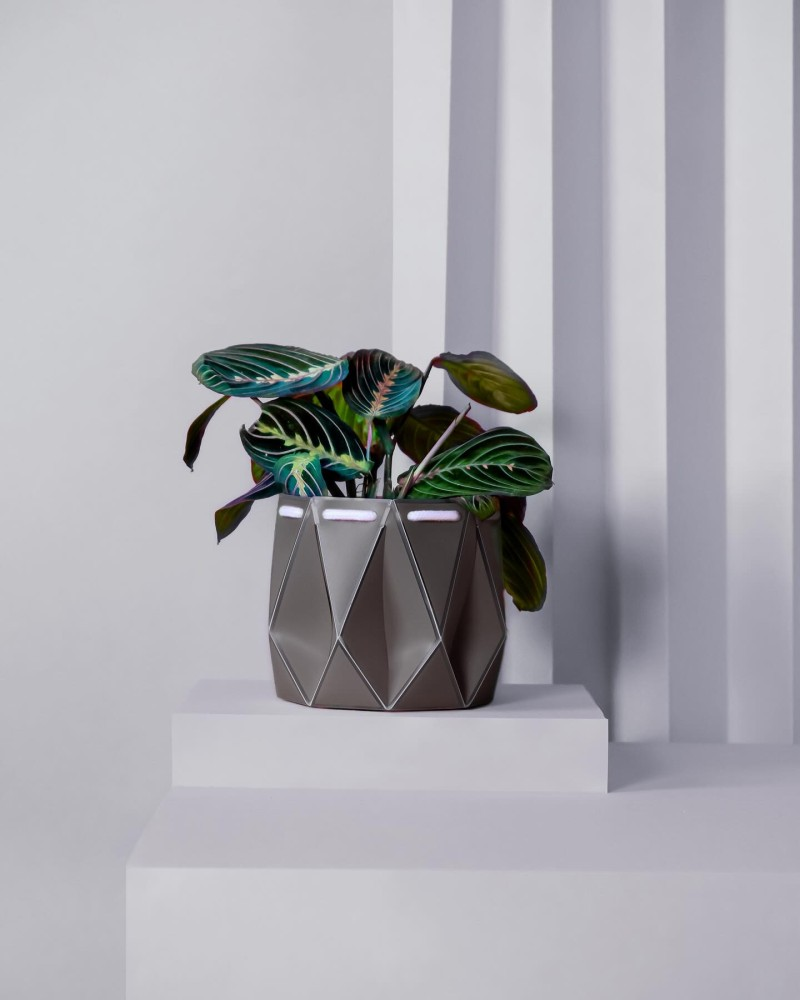 Potr vase