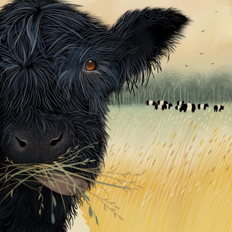 belted Galloways in field