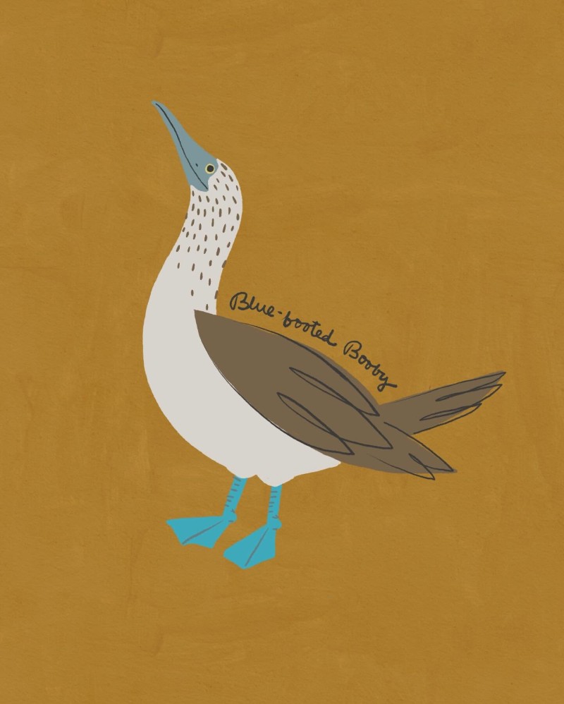 blue footed booby bird